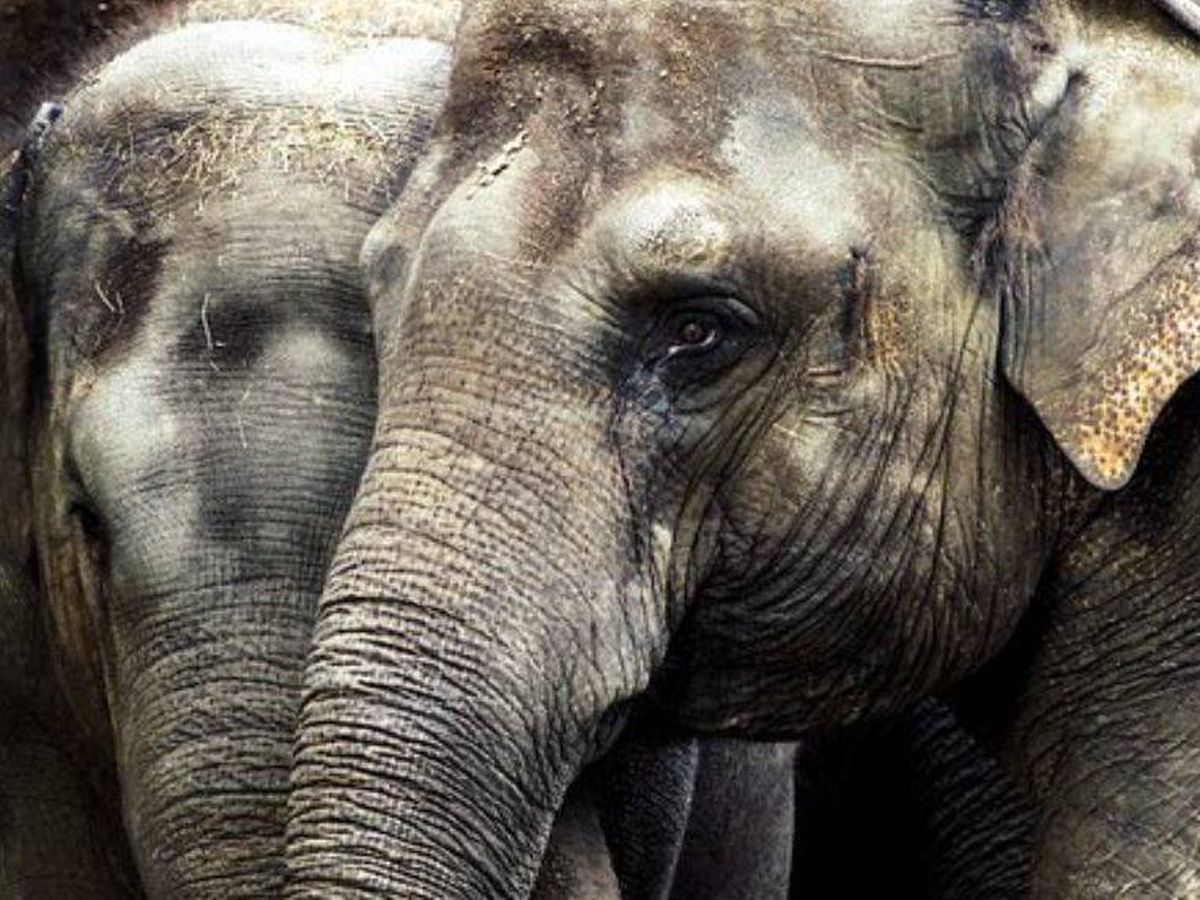 Foto: La cría de elefante, de apenas tres años, hizo todo lo posible por evitar que se acercasen a la hembra (Pixabay)
