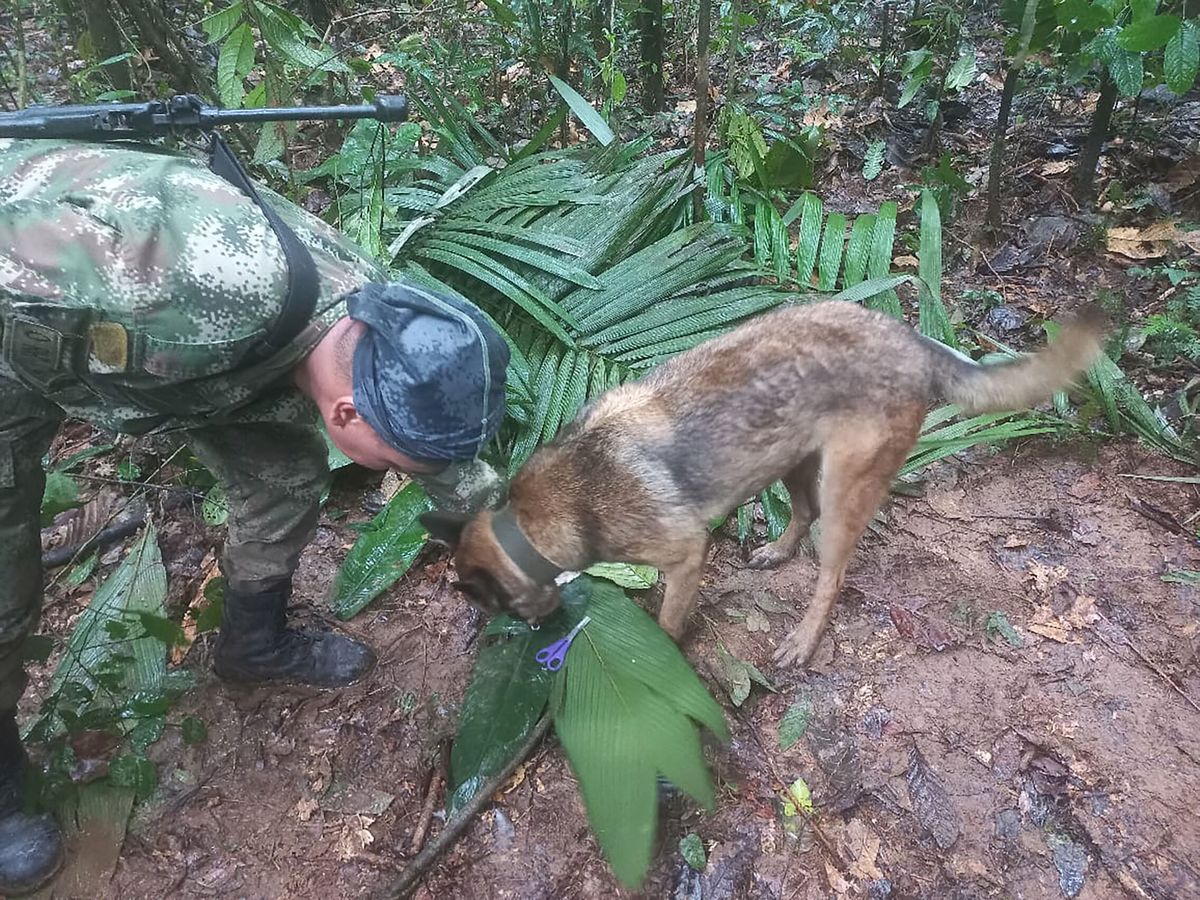 Foto: Un soldado y un perro participan en una operación de búsqueda en Colombia. (Reuters/Fuerza Aérea Colombiana)