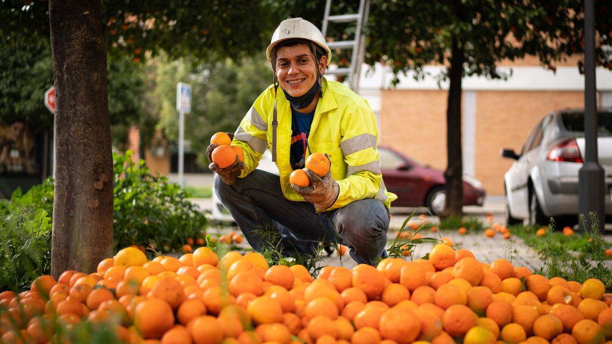 La ciudad de los 45.000 naranjos: Sevilla abre un centro para prevenir la 'peste' de los cítricos 