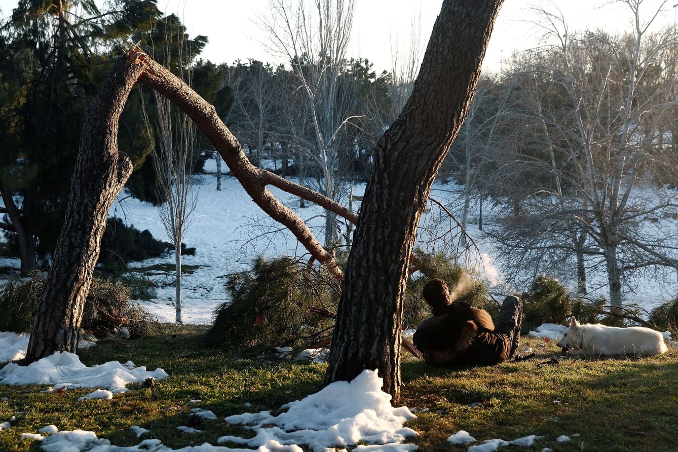 Filomena ha dañado cerca de un millón de árboles en Madrid. (EFE)
