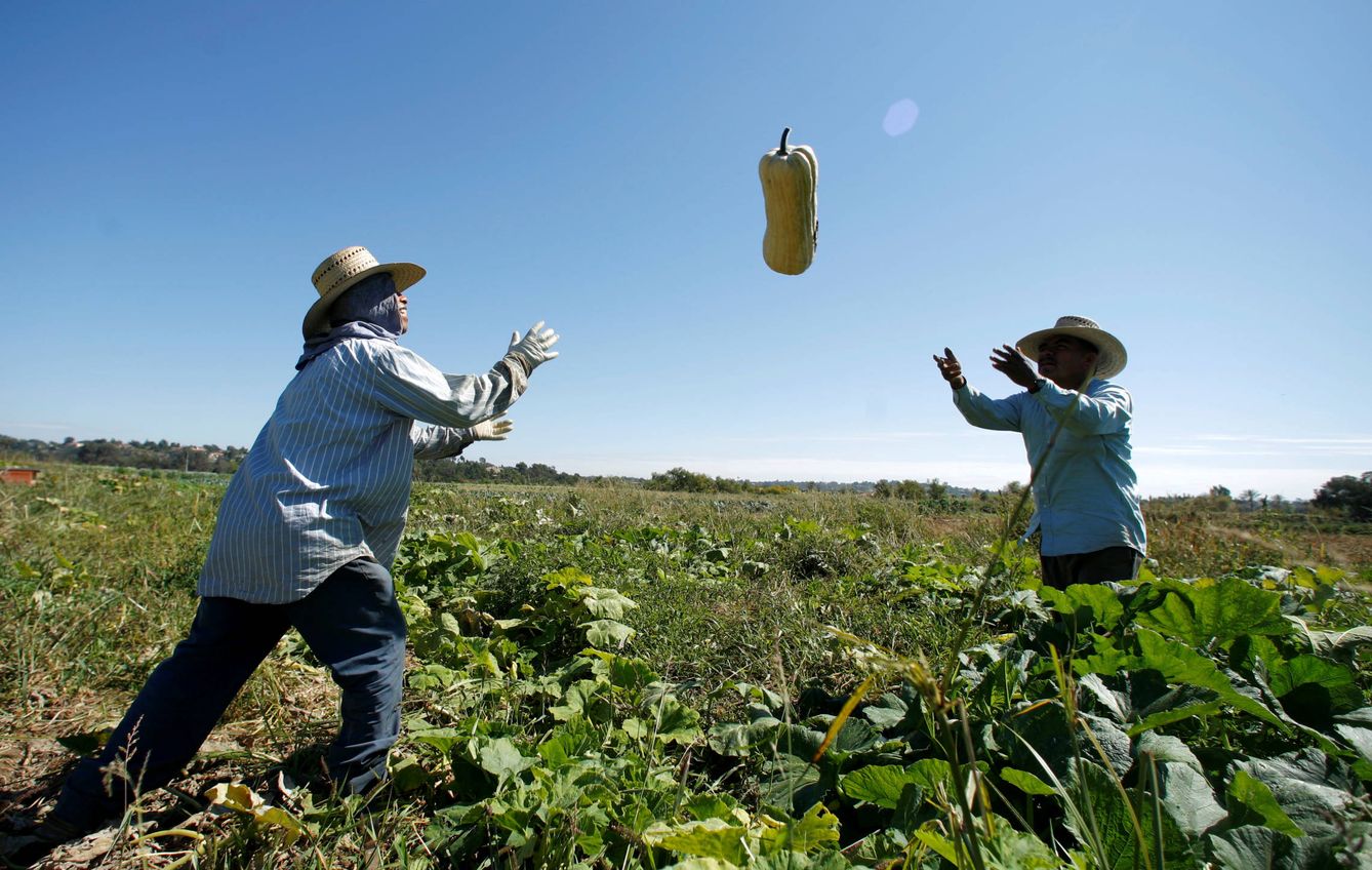 Trabajadores en una explotación agrícola en el Rancho Santa Fe, California. (Reuters) 