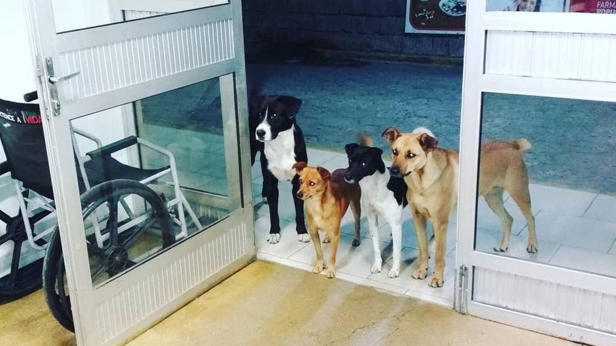 Cuatro perros esperan a su dueño, un hombre sin hogar, a la puerta del hospital