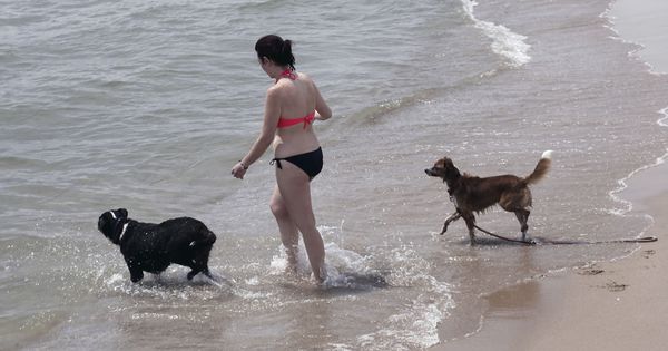 Foto: Playas para perros 2019: estos son los sitios donde podrás ir con tu mascota (EFE)
