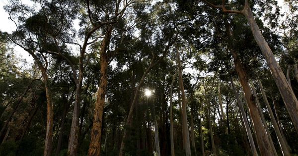 Foto: Un bosque de eucaliptos australianos en Tokai, cerca de Ciudad del Cabo (EFE)