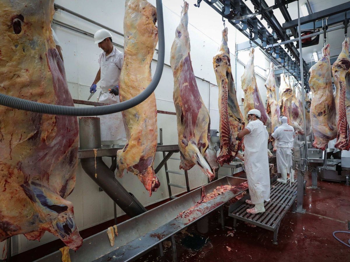 Foto: Una empresa procesadora de carne, en Uruguay. (EFE)