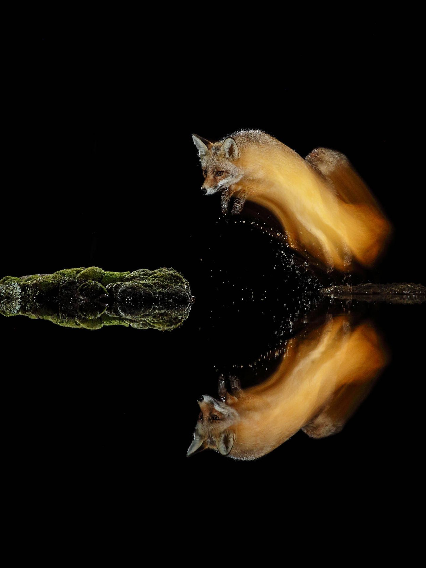 El 'Zorro de Fuego' es una de las fotografías más llamativas por las técnicas empleadas por Cea. (Mario Cea)
