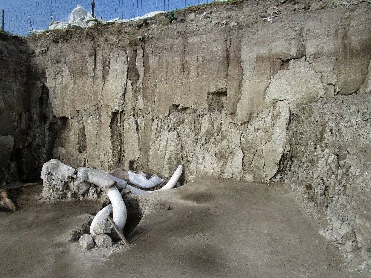 Foto: Huesos de mamuts en Tultepec (México). Foto: Instituto Nacional de Antropología e Historia de México 