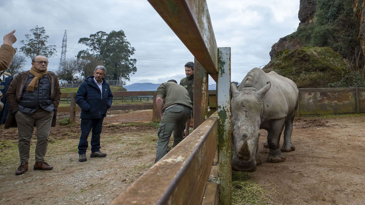 Llega una nueva hembra de rinoceronte blanco a Cabárceno: así ha sido su viaje a Cantabria