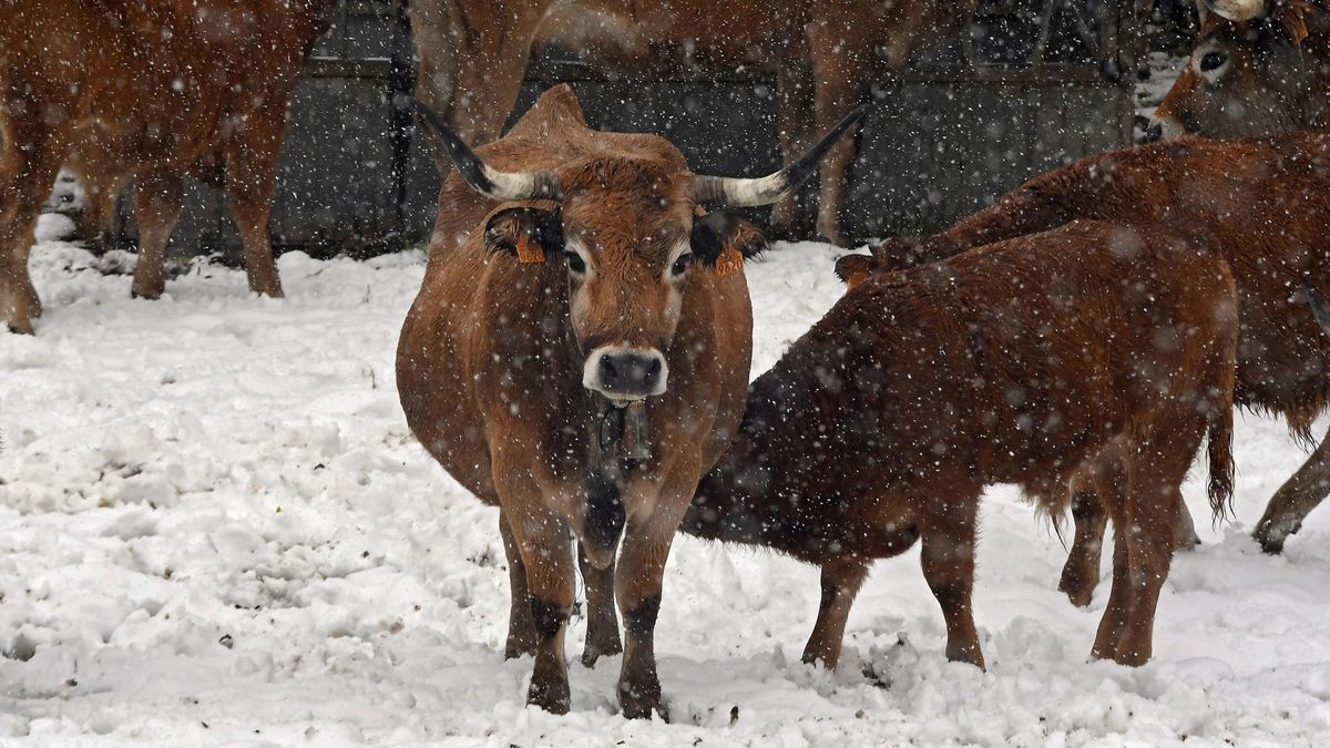 El 'chorro polar' deja una veintena de provincias en alerta por nieve, viento y frío