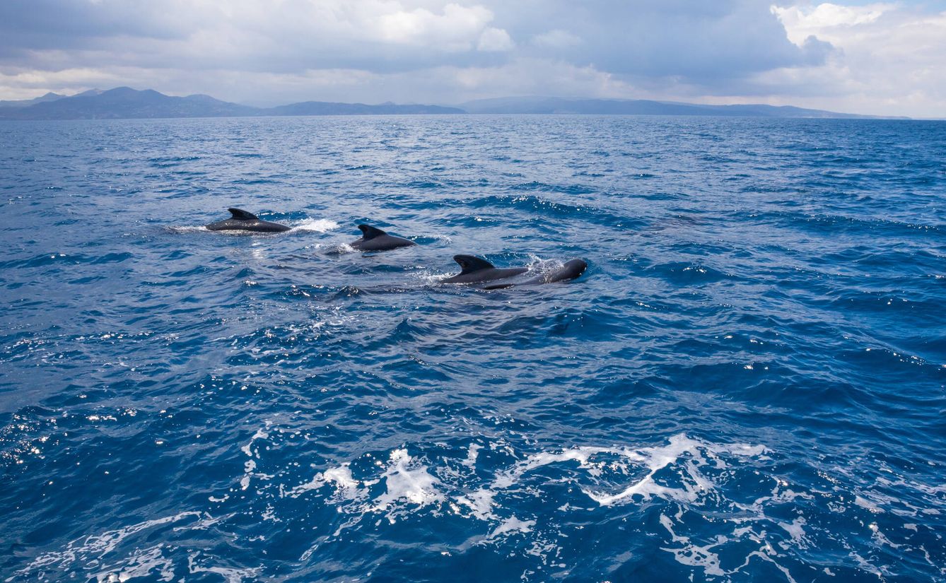 Un grupo de ballenas piloto en el estrecho de Gibraltar (Fuente: iStock)