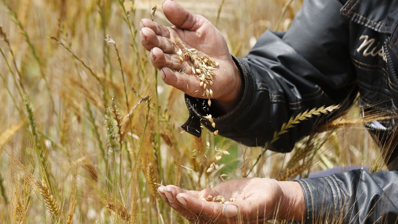 El trigo repunta un 4%: India suspende sus exportaciones para garantizar su seguridad alimentaria 
