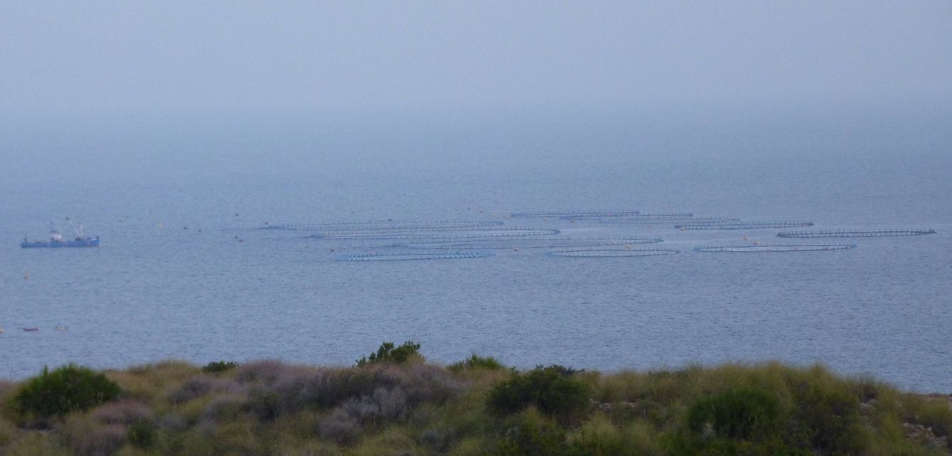 Granja de atún rojo en Portmán (Murcia) del Grupo Fuentes. (M. García, ICIJ)