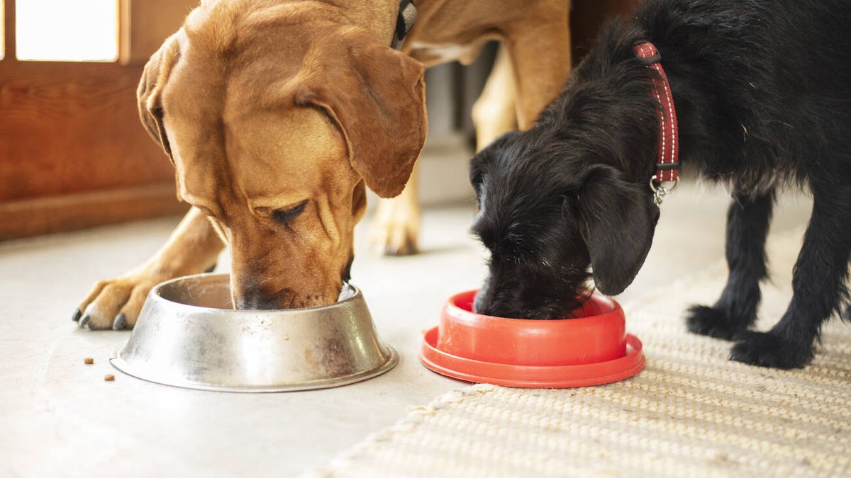 ¿Cuál es la mejor alimentación para nuestras mascotas? Responden los expertos