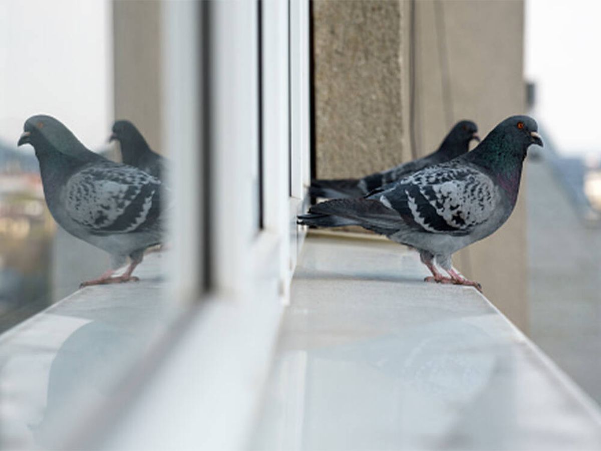 Foto: Los trucos definitivos para ahuyentar (para siempre) a las palomas de tu ventana o balcón (iStock)