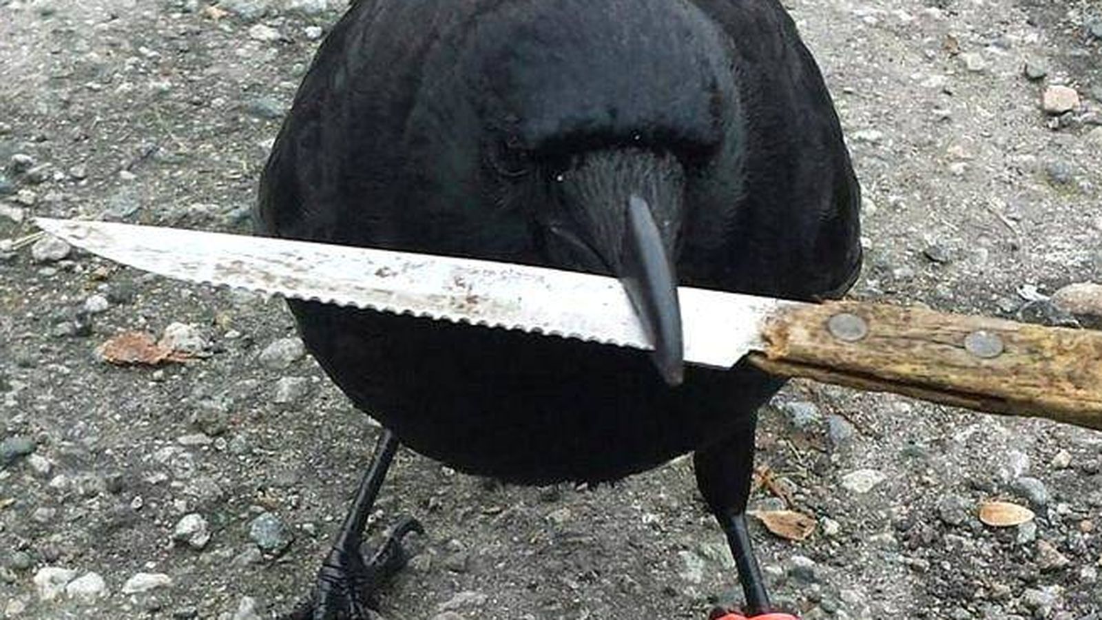 Foto: Canuck, con el cuchillo que robó a la policía en su pico. (Facebook)