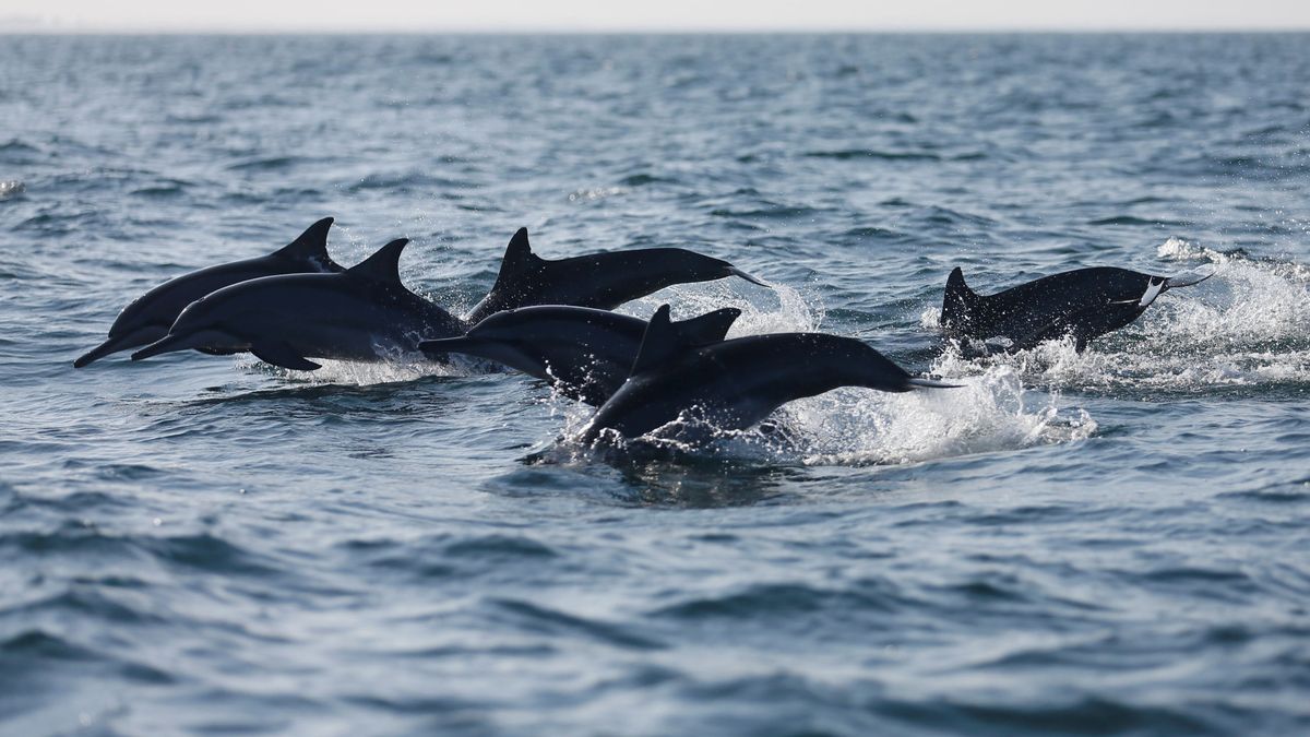 Nueva Zelanda prohíbe a los turistas nadar con delfines en una de sus islas
