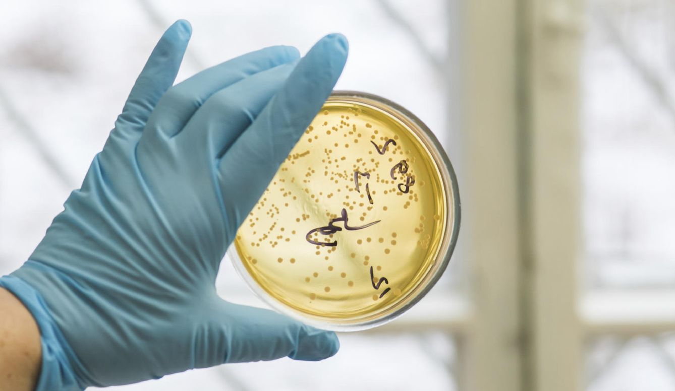 Un investigador sujeta un cultivo de Streptococcus. (iStock)