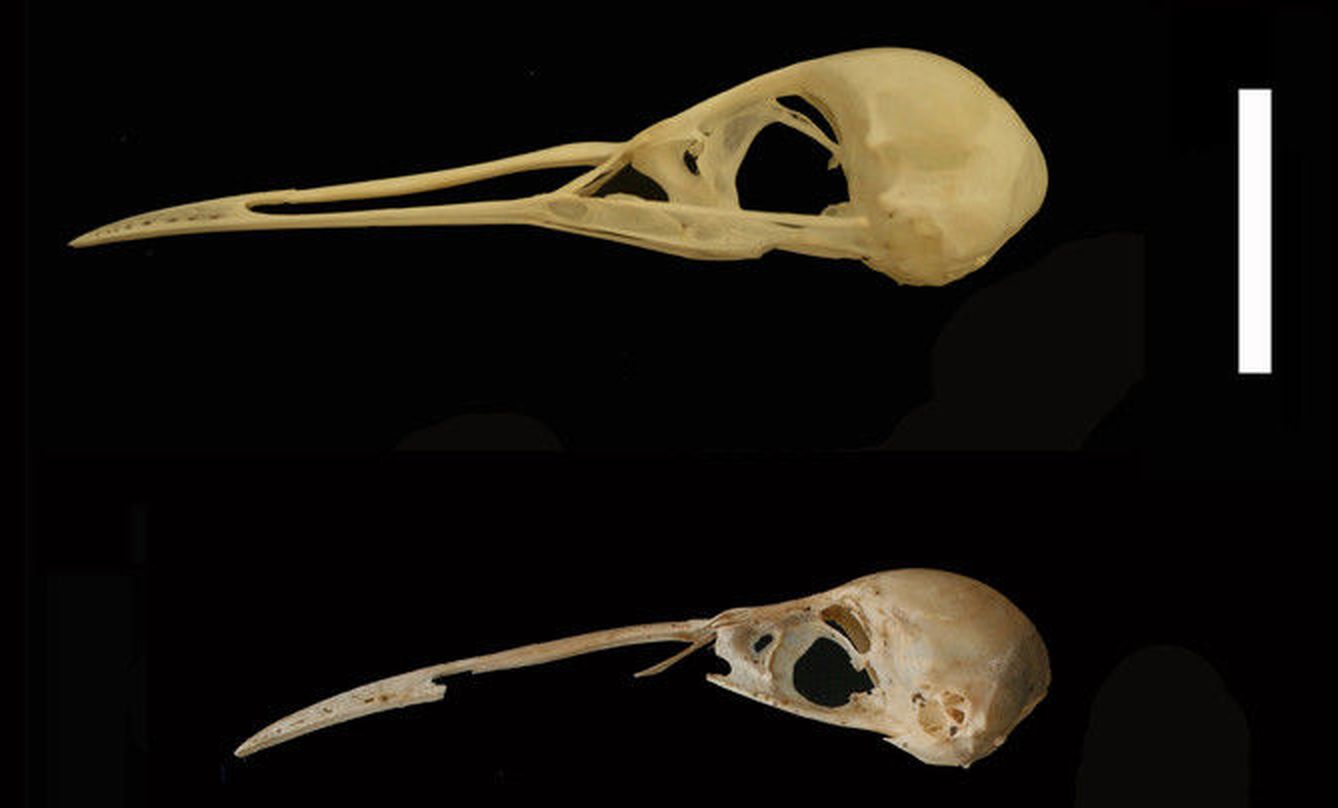 Cráneos de Rallus aquaticus (arriba) y Rallus 'minutus' (abajo). Escala: 2 cm. / Alcover et al.