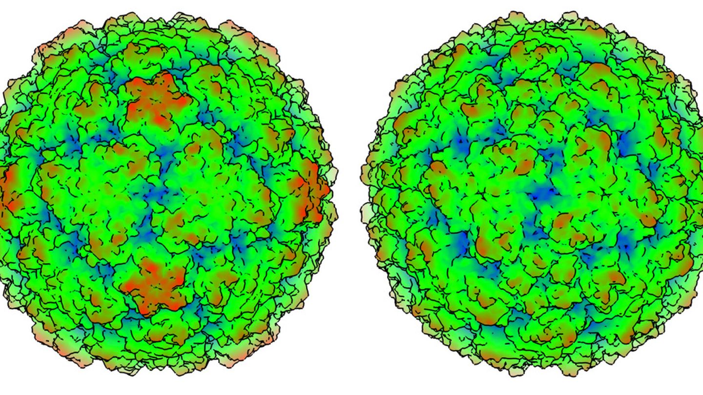 Modelo 3D de los rhinovirus A y C, en ese orden, que tienen grandes diferencias topológicas. (WISC)