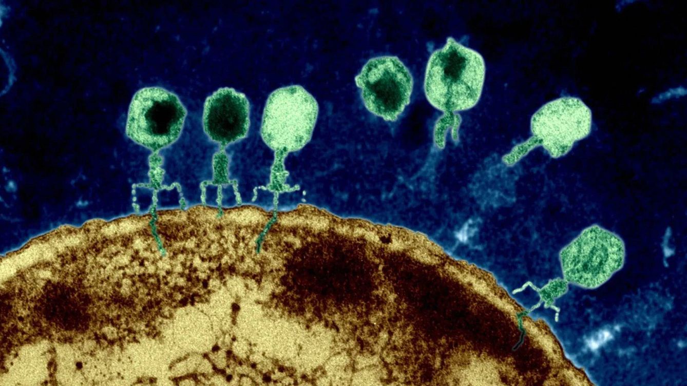Foto: Bacteriófagos atacando una bacteria. (Eye of Science)