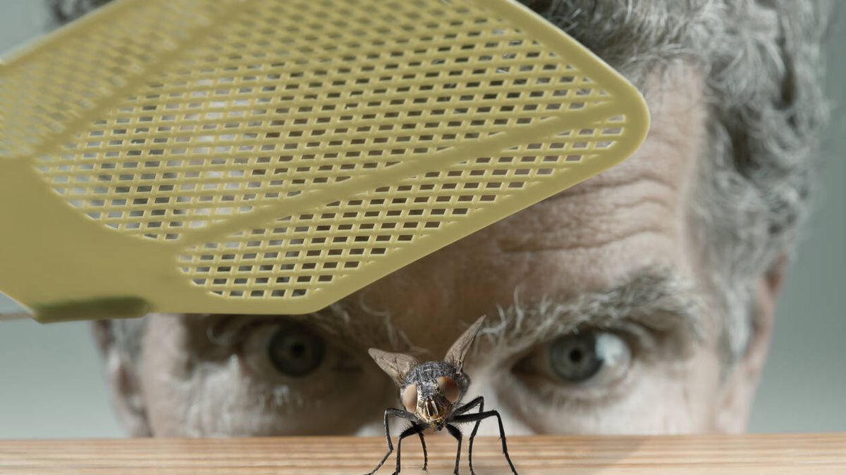 ¿Las moscas pueden picarnos? Esto es lo que dice la ciencia