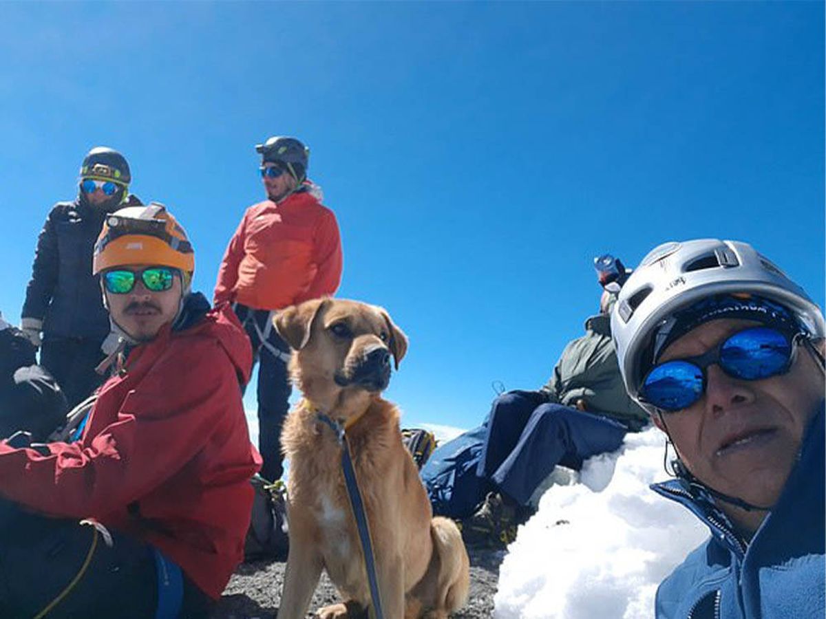 Foto: Rescatan a Canelo, el perro que pasó un mes perdido en un volcán (Facebook Layo Aguilar)