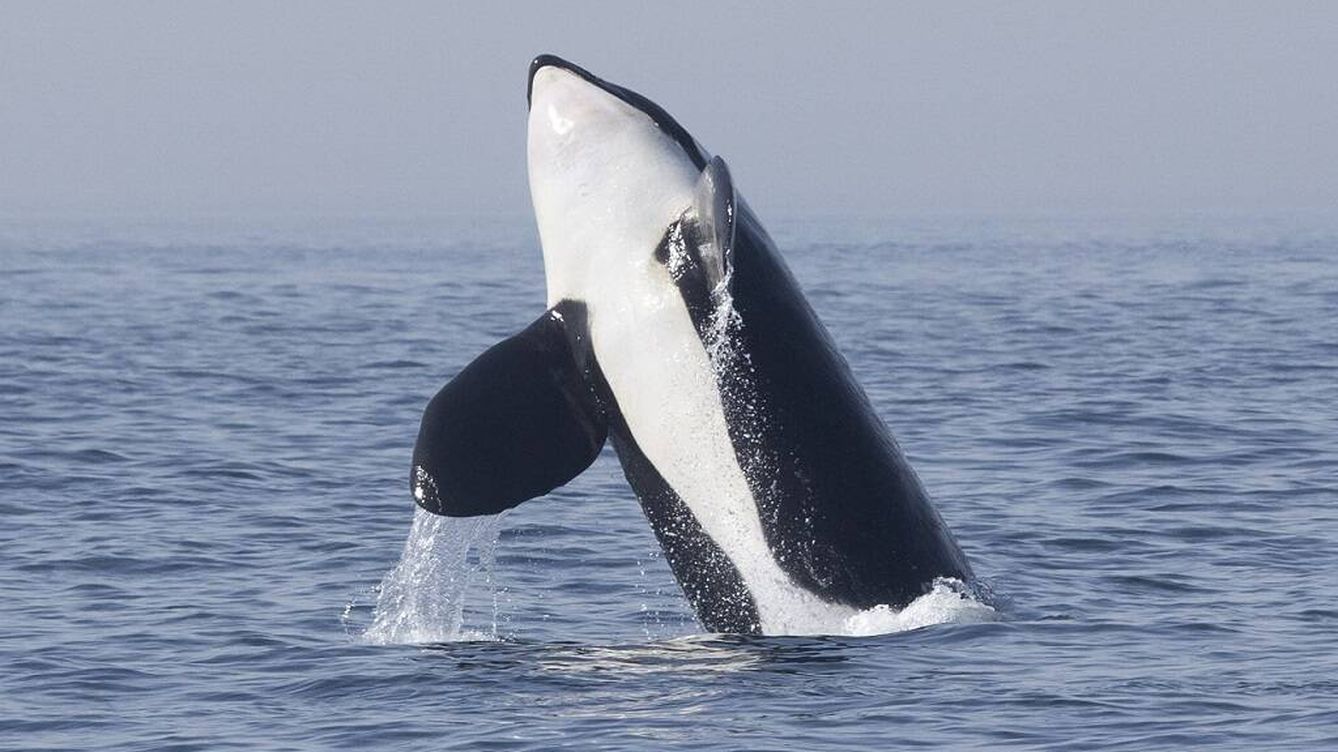 Las orcas del Estrecho hunden otro barco ante la perplejidad de los científicos