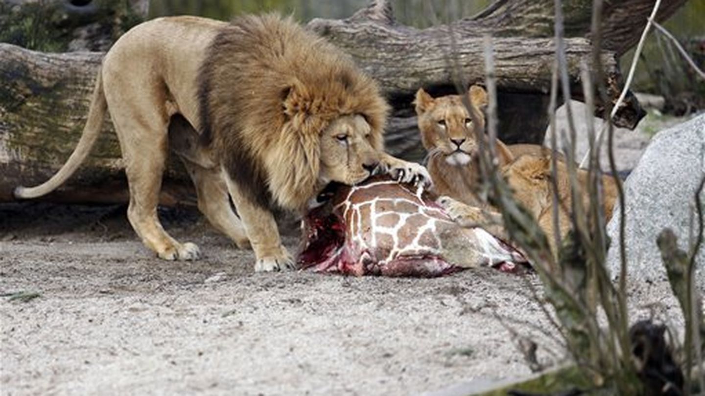 Los restos de la jirafa sacrificada sirvieron de alimento para los leones.