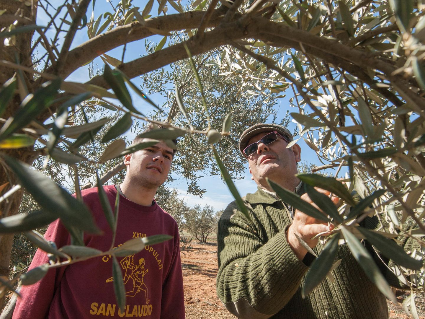 Dos productores olivareros examinan el estado de su plantación. (D.B.)