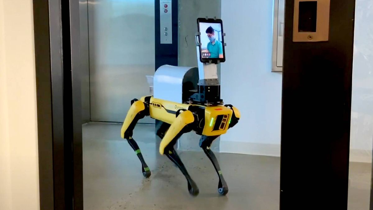 Crean un perro robot para tratar pacientes con covid-19