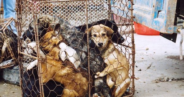Foto: Más de 1000 establecimientos venden carne de perro en Hanoi (EFE/Animals Asia)