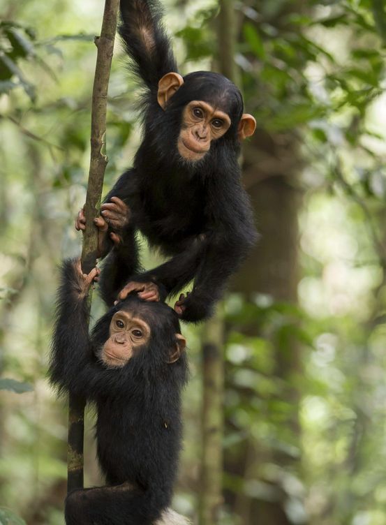 Dos jóvenes chimpancés jugando (EFE/Jean Michel Krief)