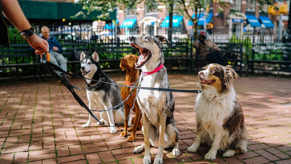 Esta es la raza de perro más inteligente, según un nuevo estudio