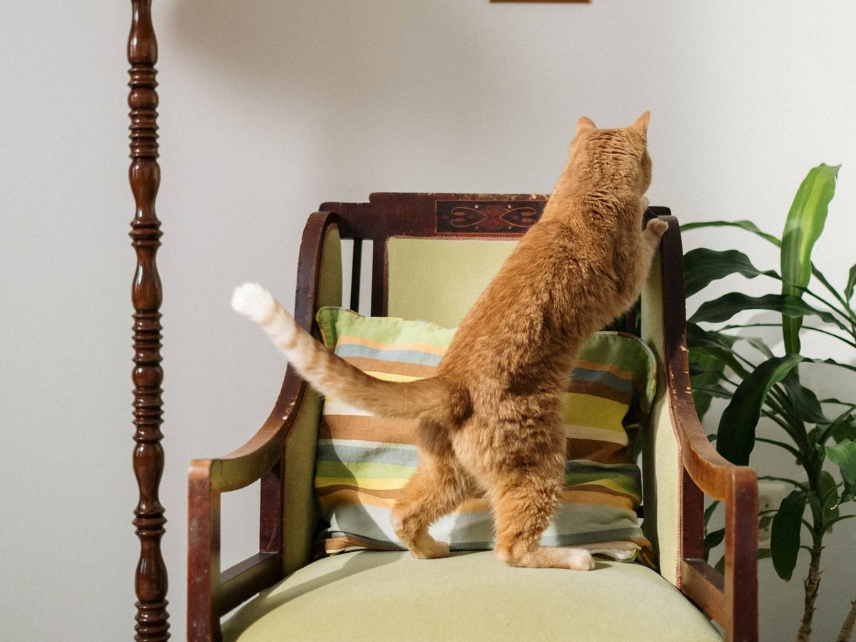 Foto: Gato jugando en casa (Fuente: Pexels)