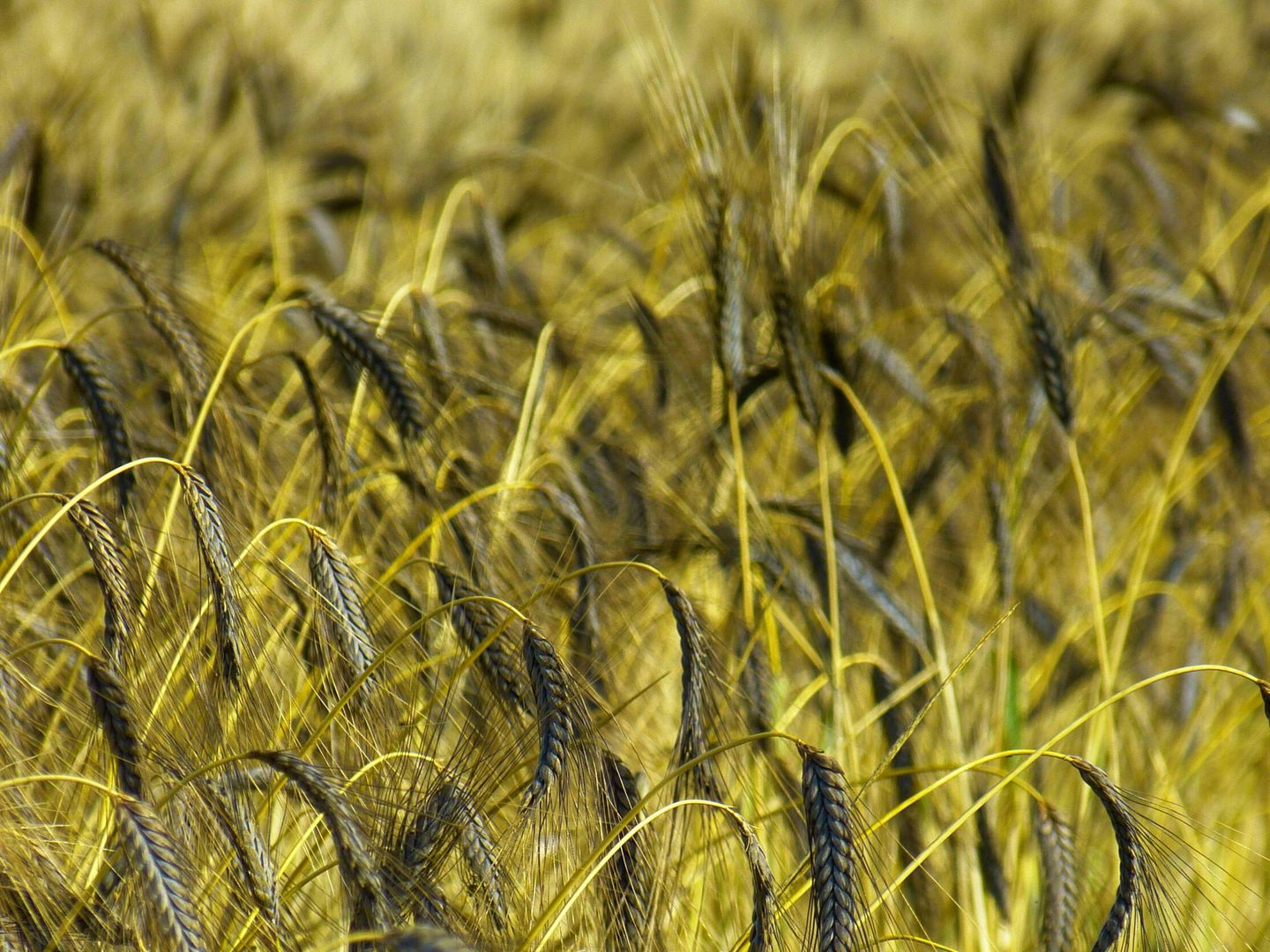 Cultivo del cereal emmer, también conocido como farro (Pexels / Pixabay)