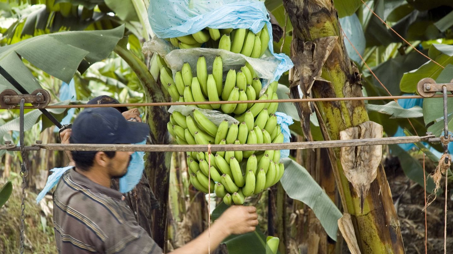 Plantación de plátanos. (iStock)