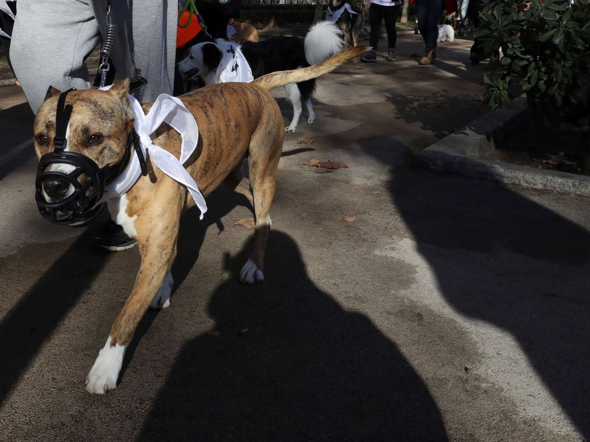 Foto: Un perro de la raza Pitbull Terrier con bozal durante una carrera popular. (EFE/Ballesteros)