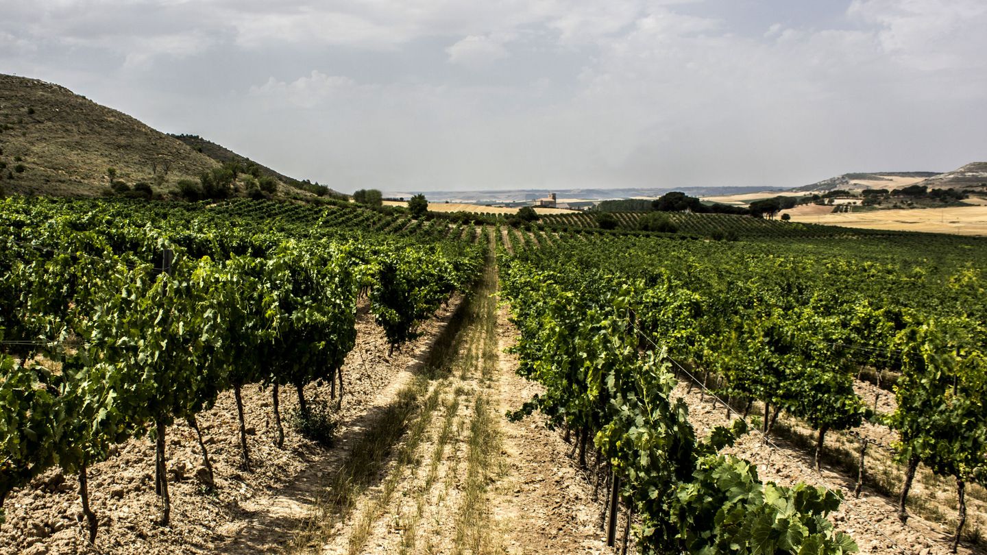 El viñedo de Valtravieso en verano