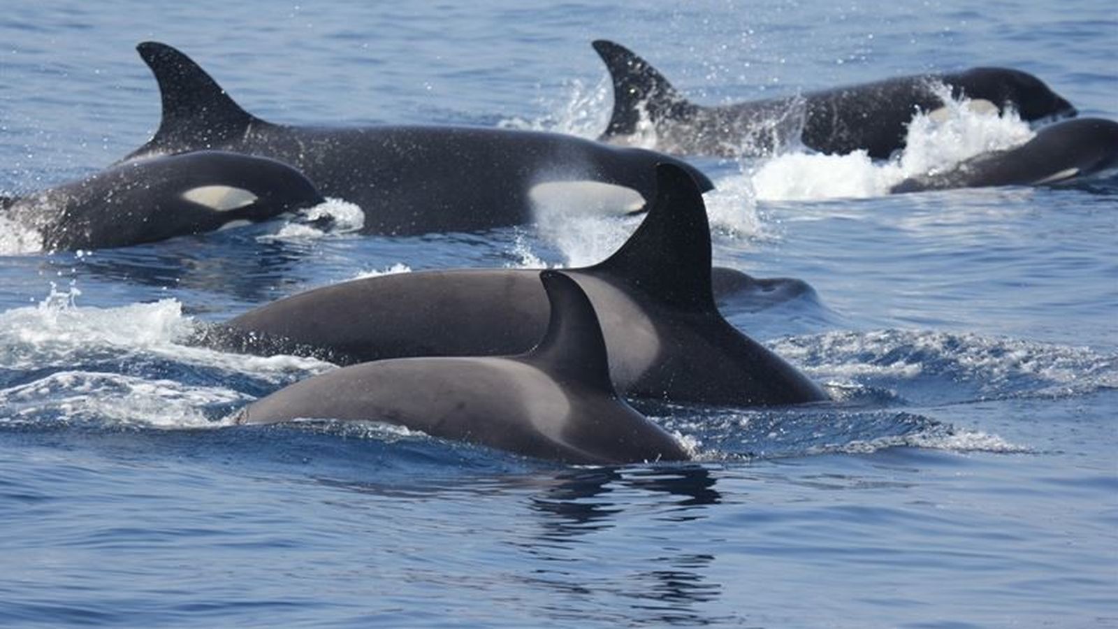 Foto: Un grupo de orcas en el Estrecho de Gibraltar. (CIRCE)