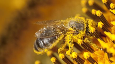 El urbanismo y cambio climático amenazan la indispensable labor de las abejas