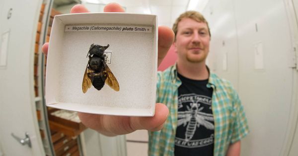 Foto: El fotógrafo Clay Bolt con un ejemplar de la abeja más grande del mundo (Foto: Twitter)