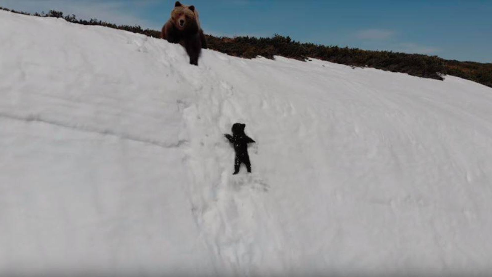 Foto: Los osos filmados por el dron (ViralHog / YouTube)