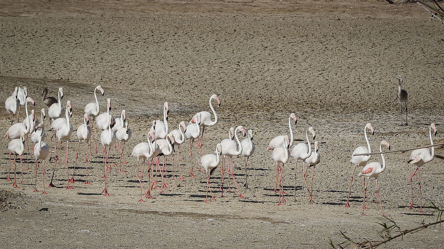 Flamencos en una de las lagunas secas del parque de Doñana. (EFE)
