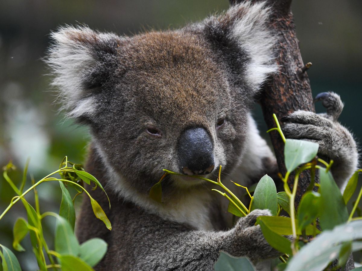 Foto: Australian government announces support for koalas
