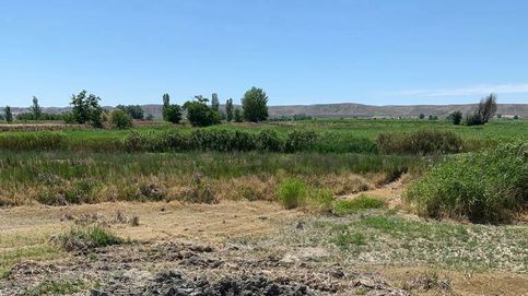 La Doñana madrileña se marchita: el humedal de Soto Gutiérrez se ha convertido en un secarral