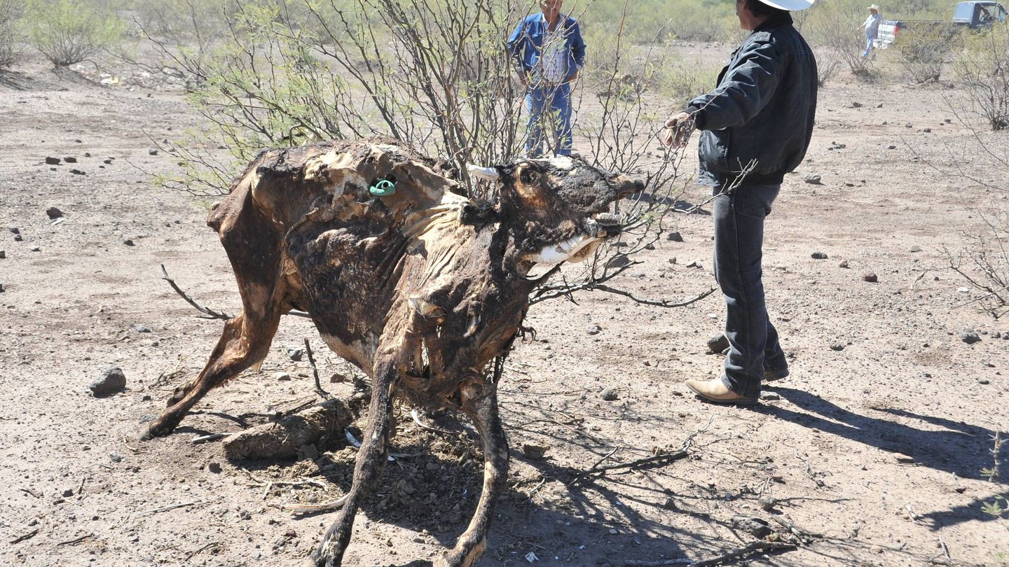 Ganaderos afectados por la sequía en México. (EFE/STR)