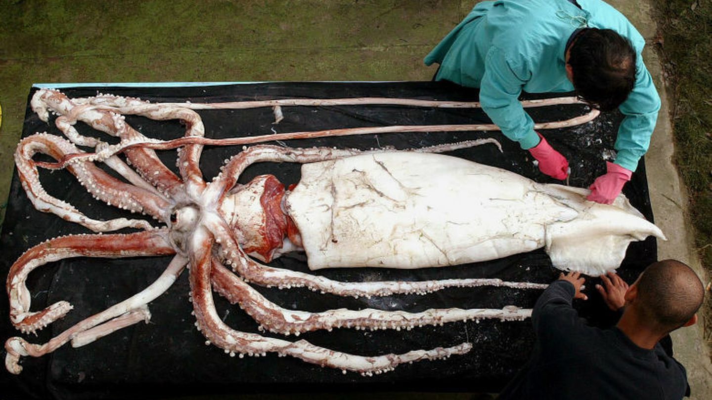 Un camalar gigante que fue encontrado en una playa cercana a Gijón. (Reuters)