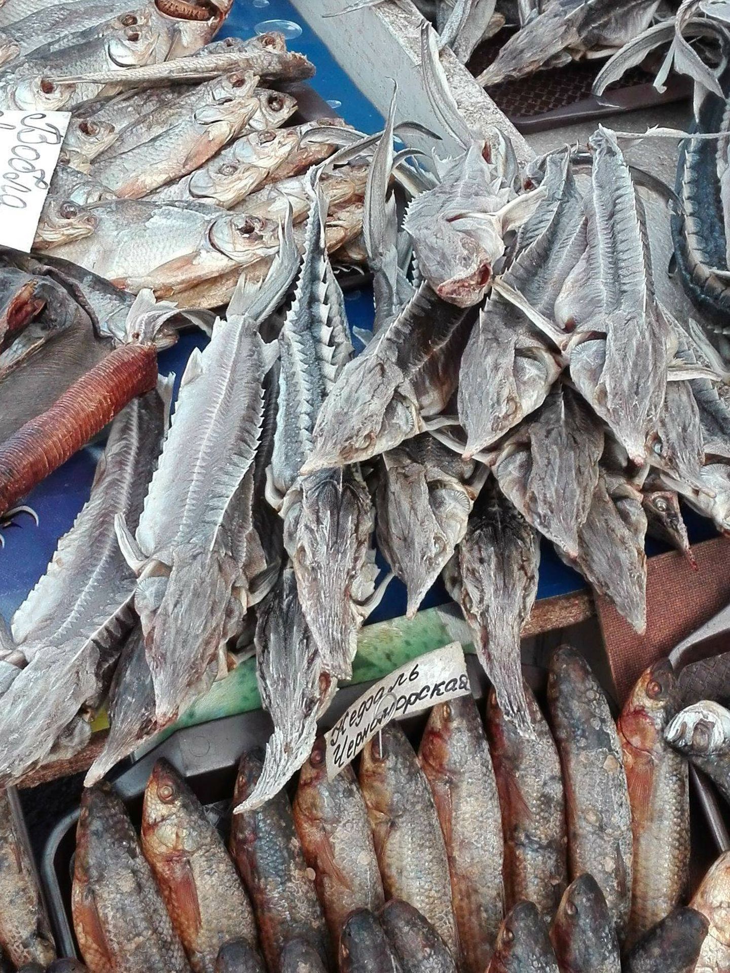 Esturiones vendidos en un mercado de pescado en el este de Europa. (WWF/George Caracas)