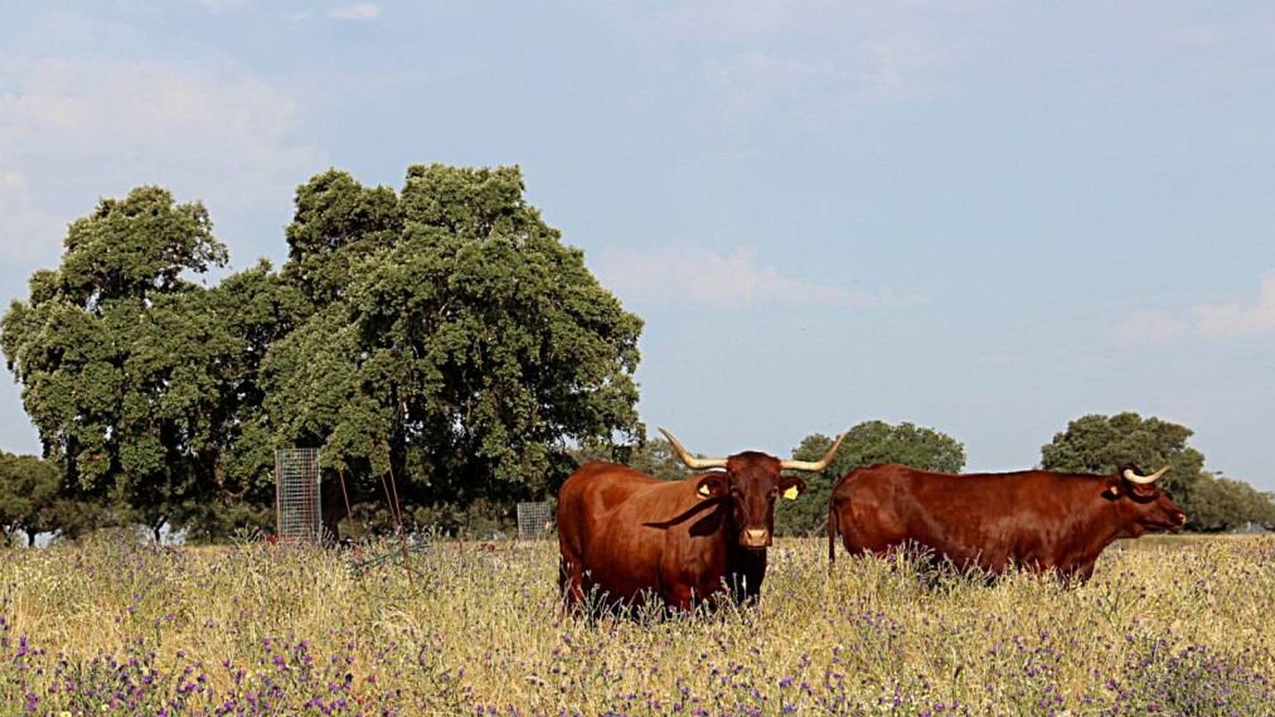 Unas vacas en una dehesa de Extremadura. (Foto cedida por AGELinkDREX)