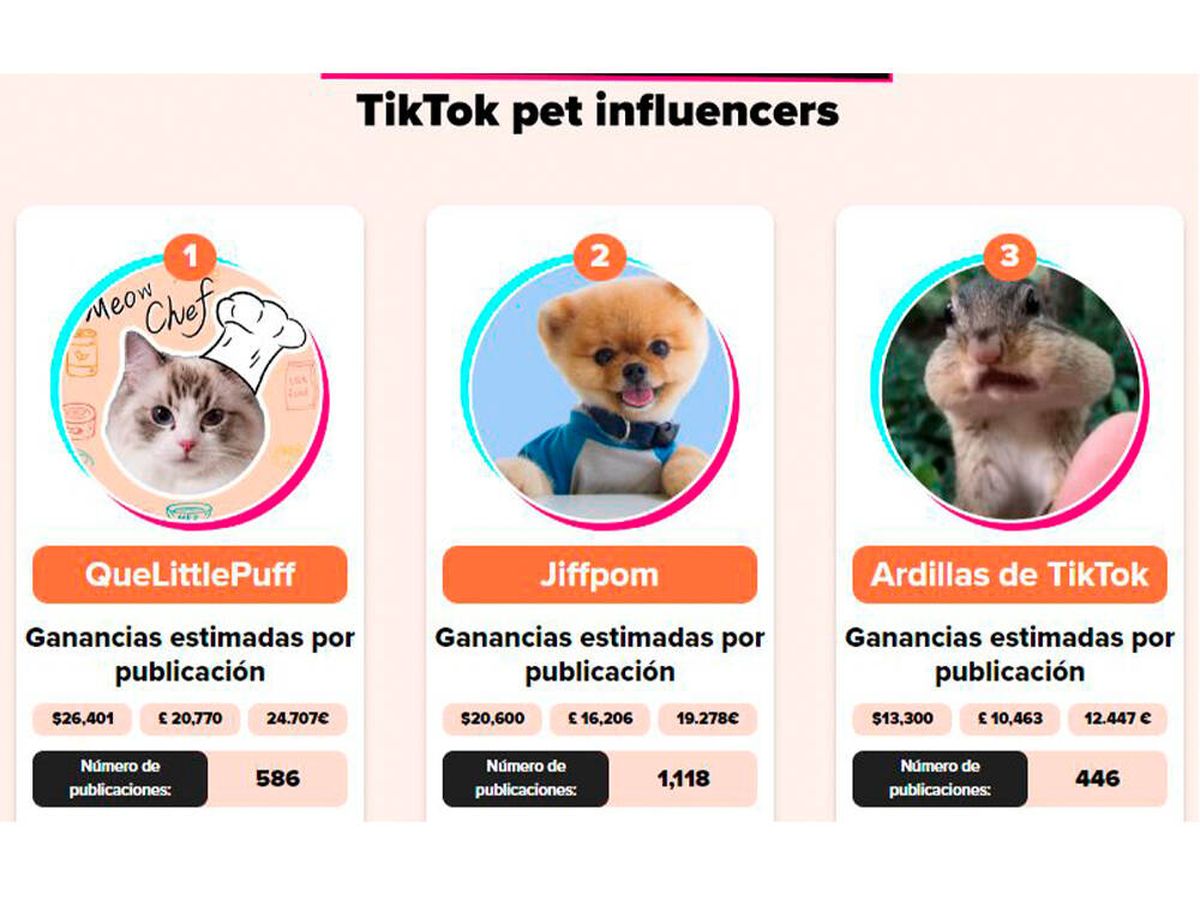 Foto: Estos tres animales arrasan en TikTok y ganan un pastón por cada publicación (All About Cats)